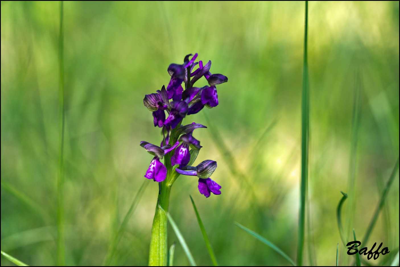 Anacamptis morio